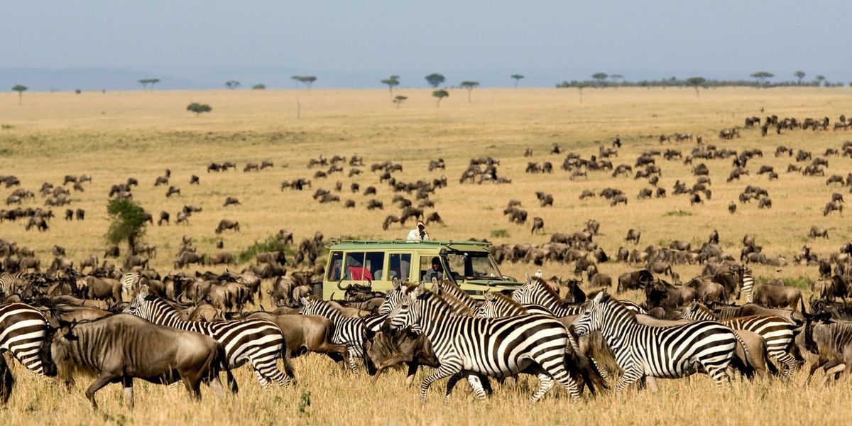 Migration Serengeti Safari