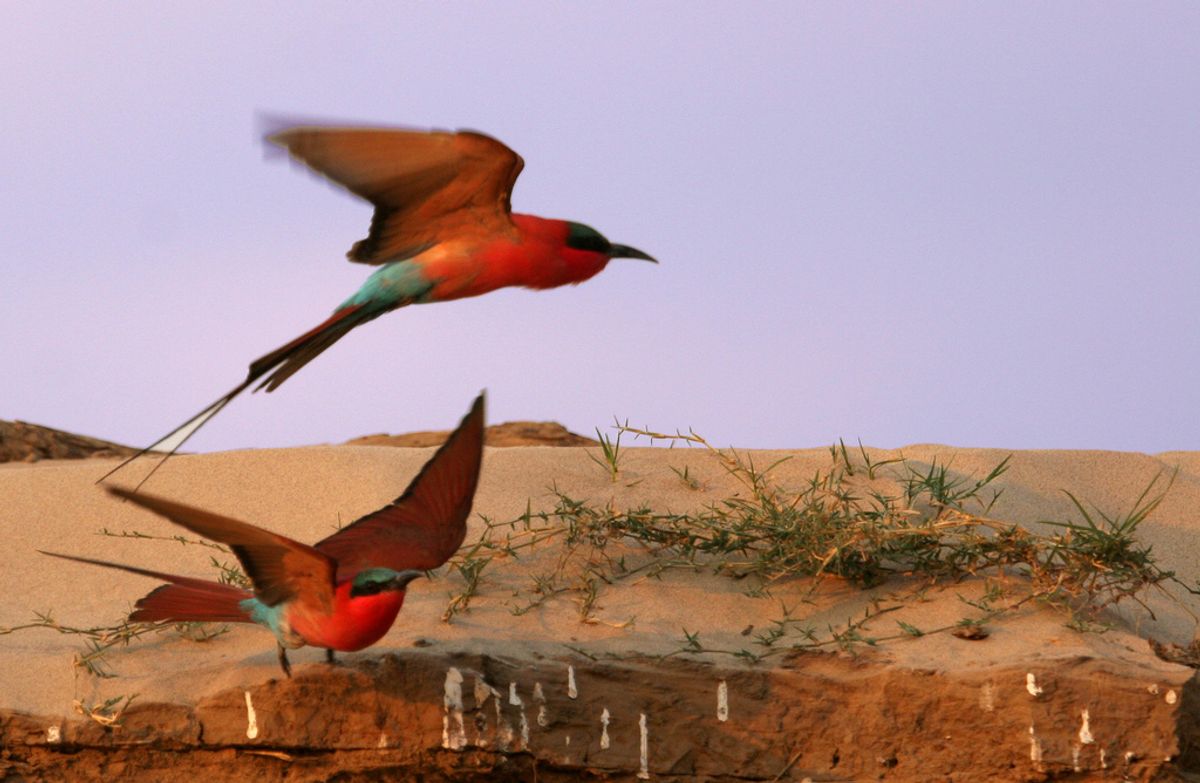 Bee-eaters at Kaingo Camp, South Luangwa National Park, Zambia