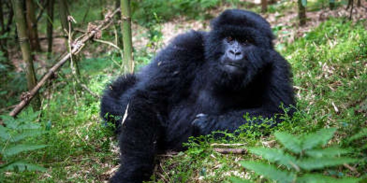 Sabyinyo Silverback Lodge, Parc National des Volcans, Rwanda