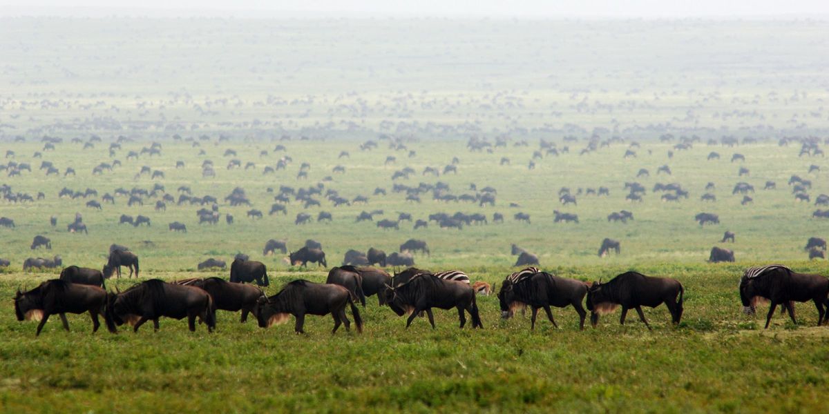 The Great Migration at Ubuntu Camp, Serengeti National Park, Tanzania