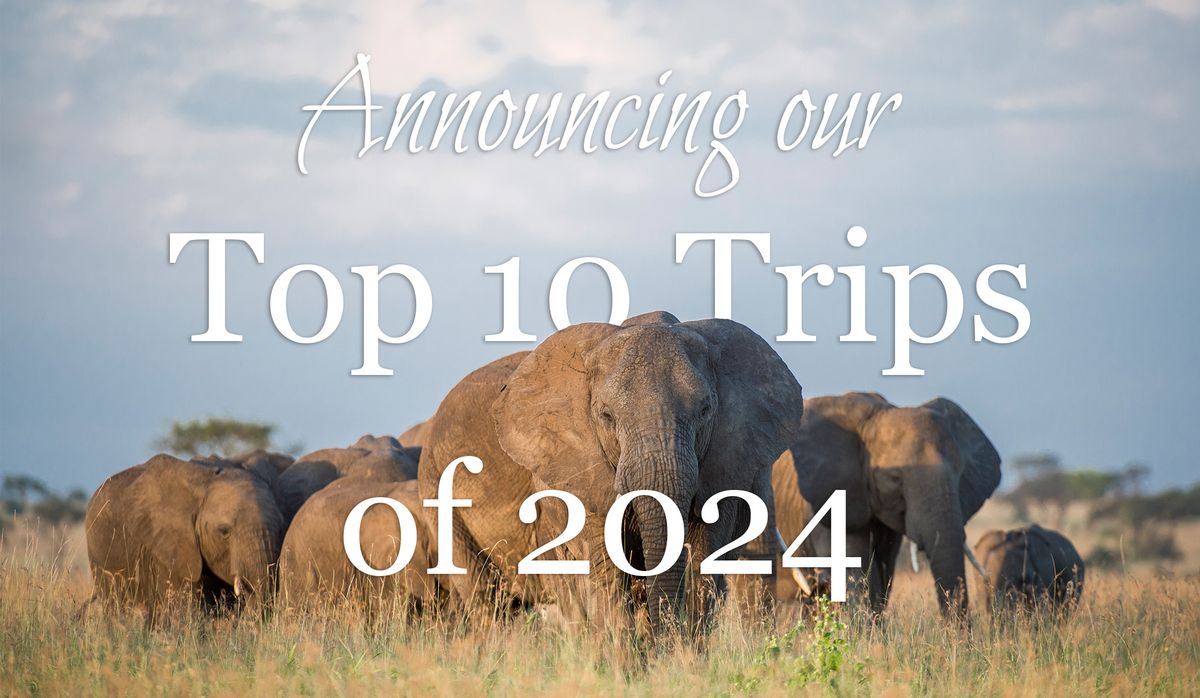 south africa safaris 2024