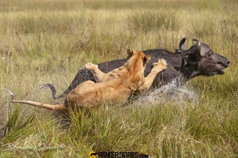 inden for mus Stuepige The Super Lions of Northern Botswana - Mango African Safaris