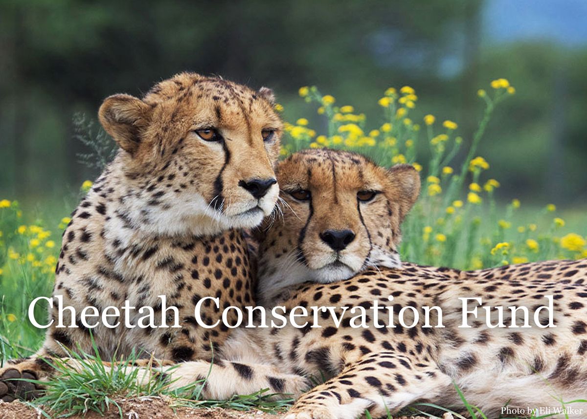 Projects We Love Cheetah Conservation Fund Mango African Safaris